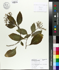 Heliotropium arborescens image