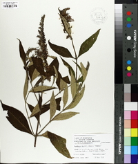 Buddleja davidii image