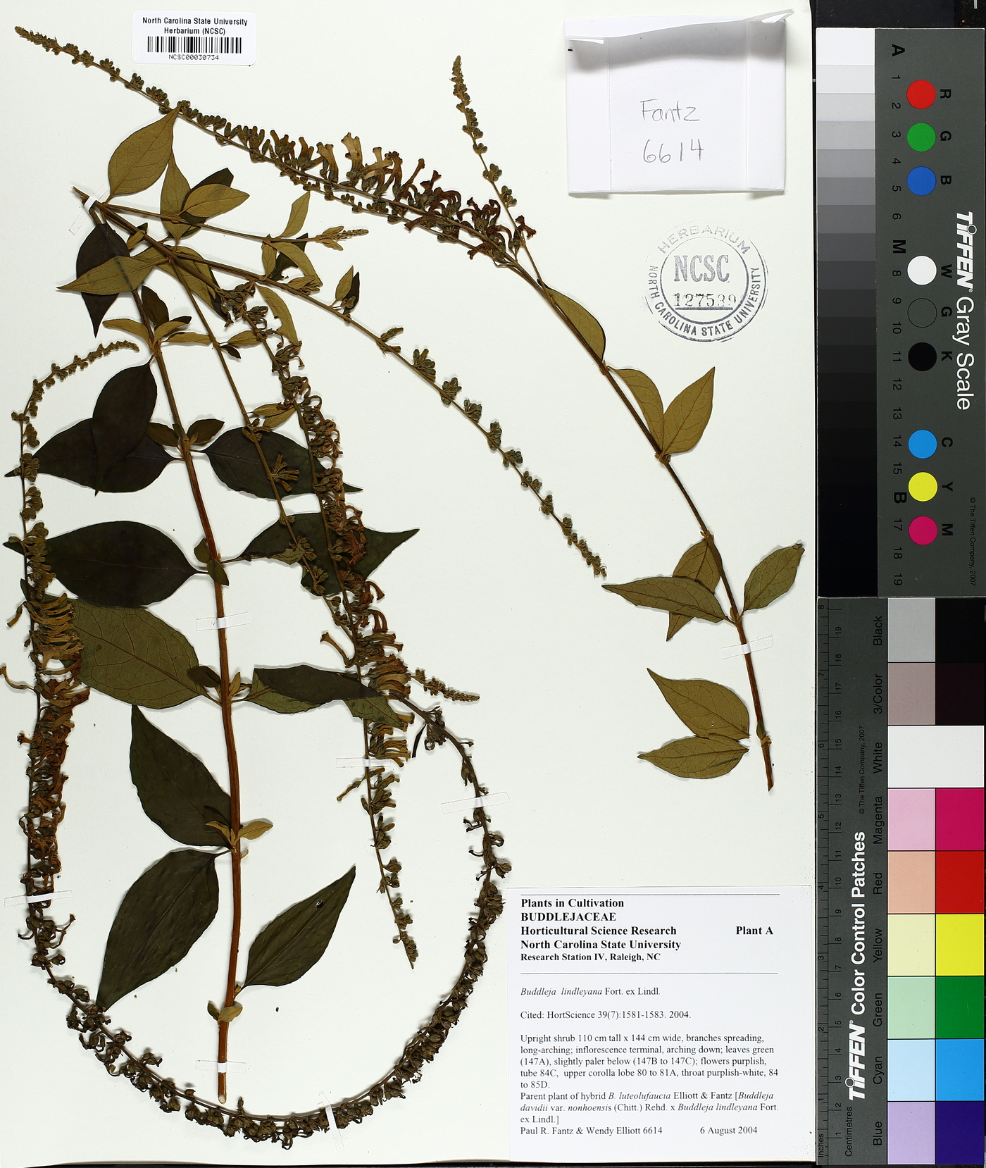 Buddleja lindleyana image