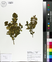 Buxus microphylla var. japonica image