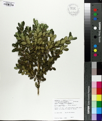 Buxus sempervirens image