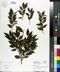 Image of Sarcococca confusa