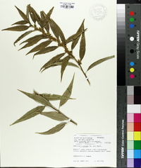 Sarcococca saligna image