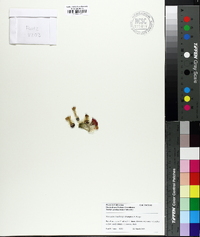 Parodia haselbergii image