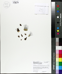 Media resource of Uebelmannia pectinifera