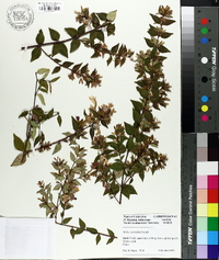 Image of Abelia parvifolia