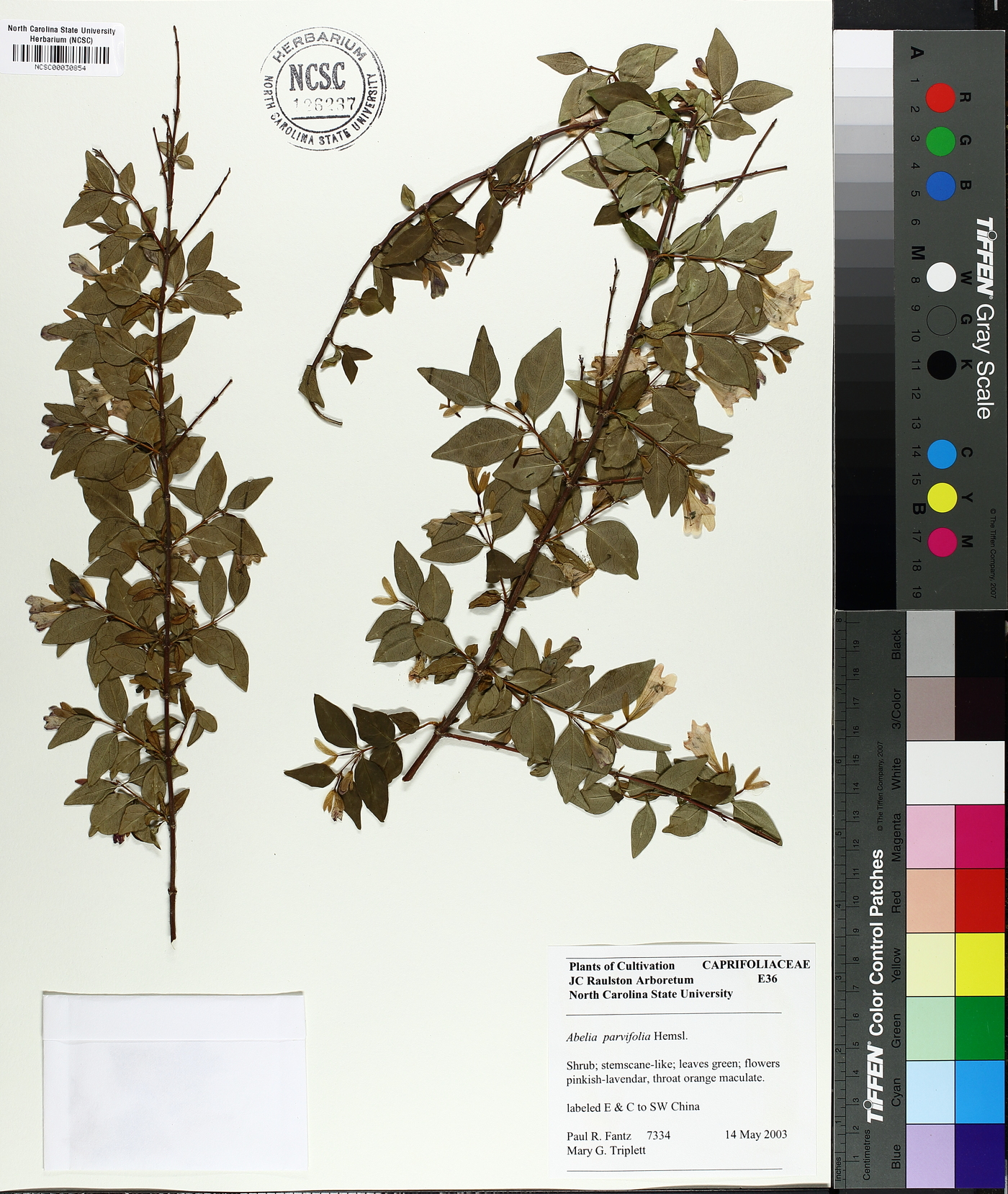 Abelia parvifolia image