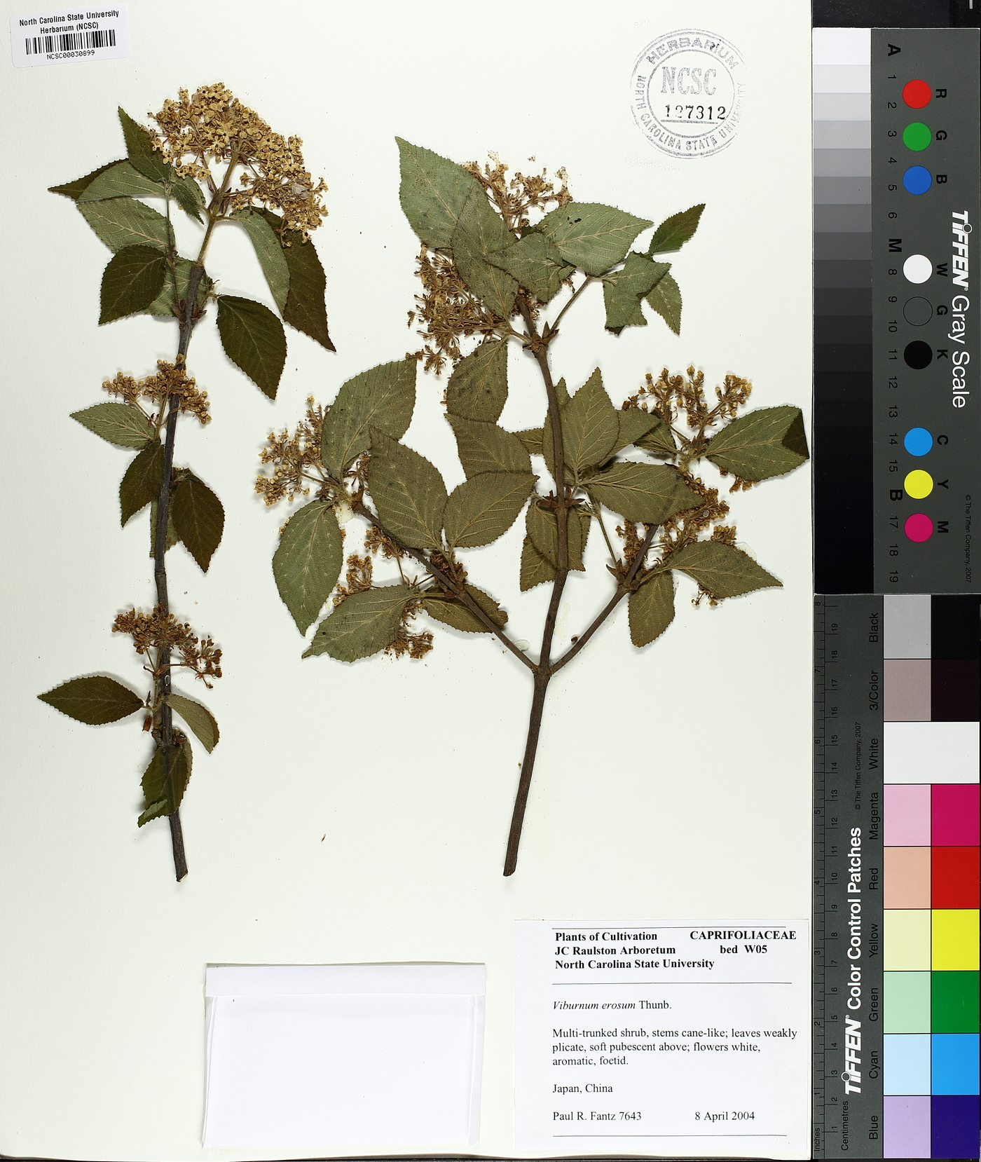 Viburnum erosum image