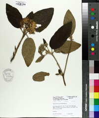 Image of Viburnum integrifolium