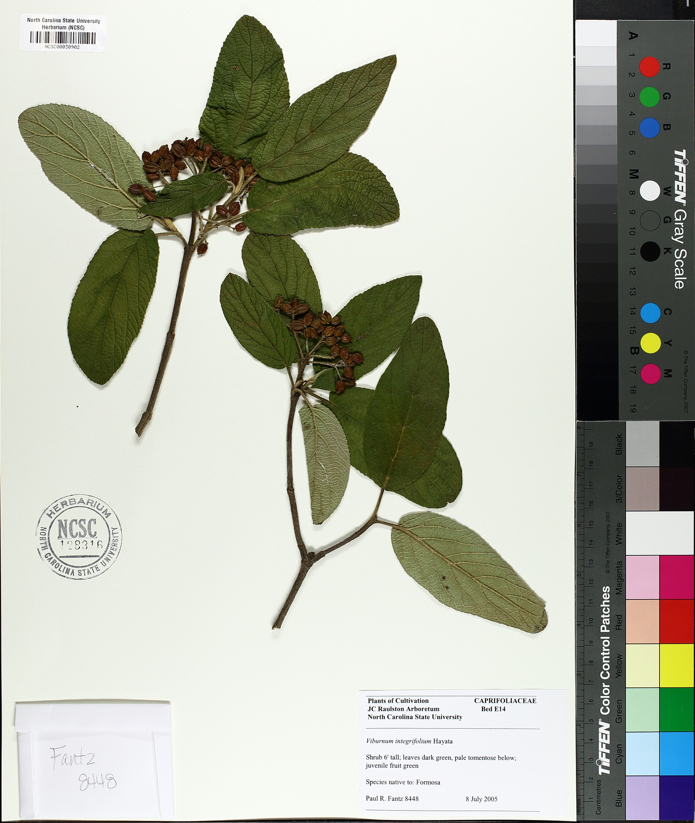 Viburnum integrifolium image