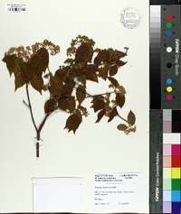 Viburnum luzonicum image