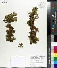 Viburnum obovatum image