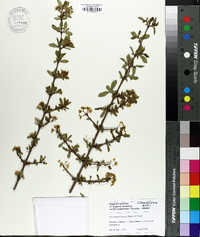 Viburnum obovatum image