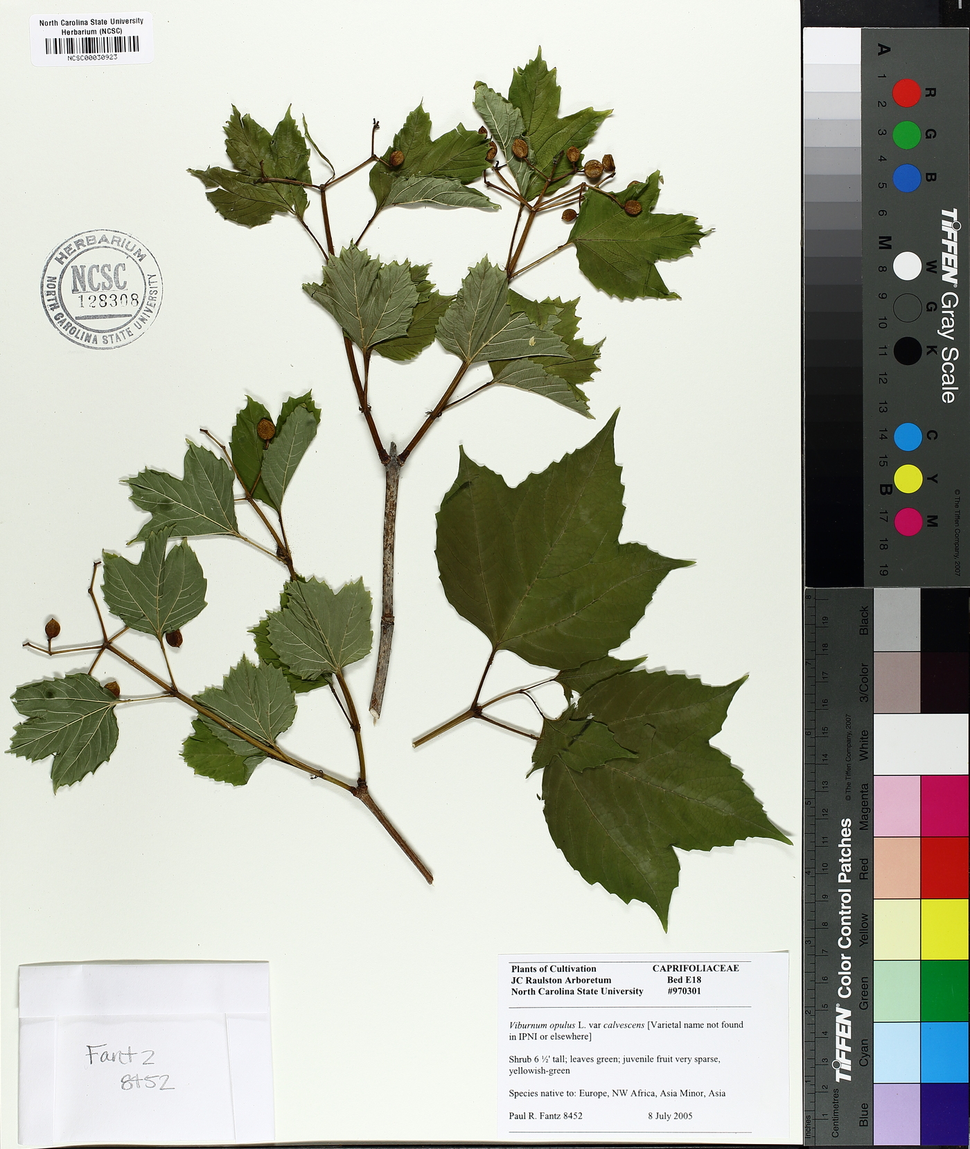 Viburnum opulus var. calvescens image