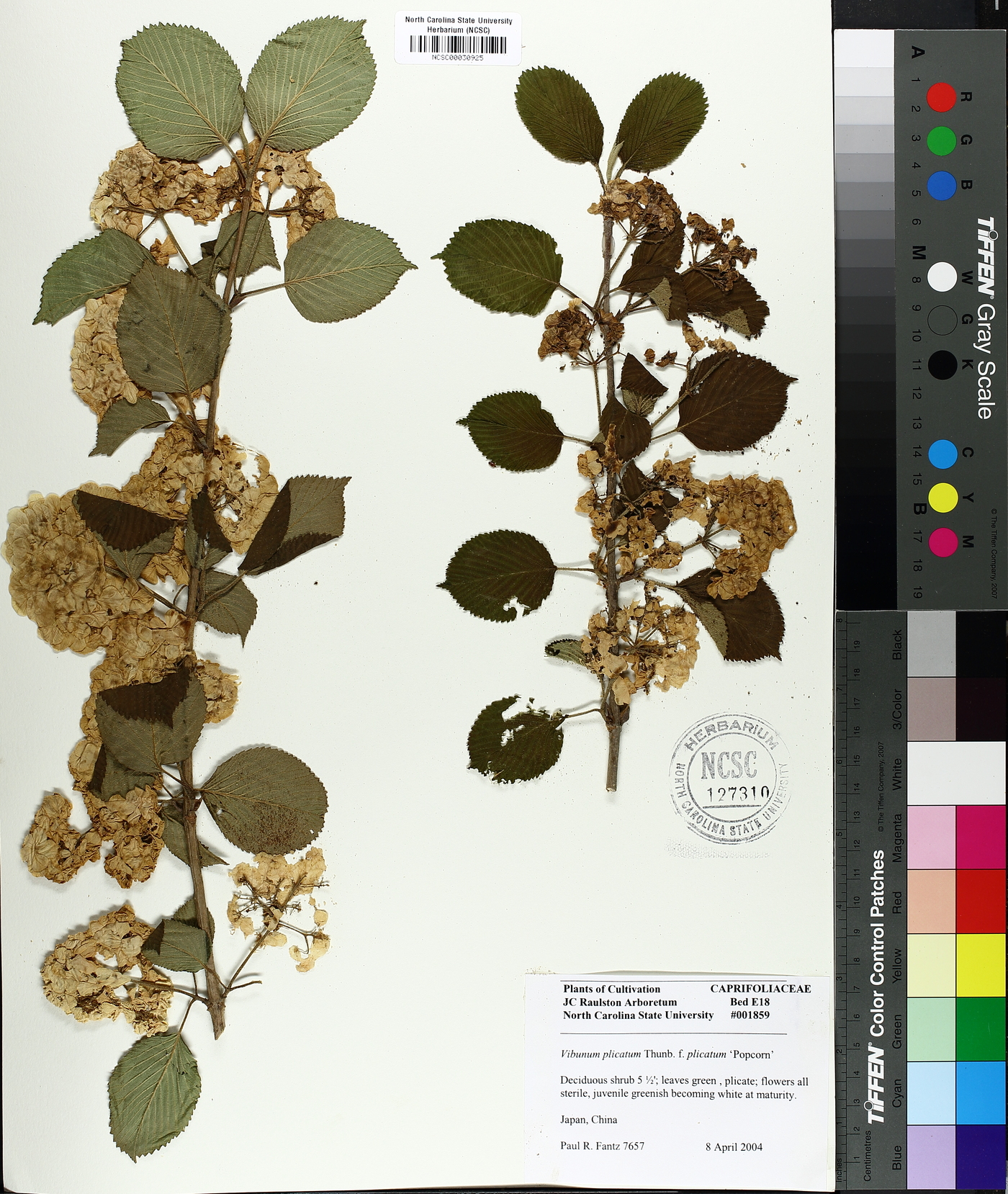 Viburnum plicatum f. plicatum image