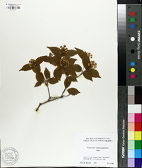 Viburnum rafinesqueanum image