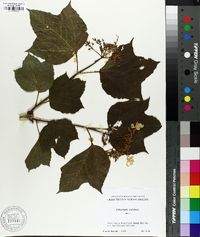 Viburnum trilobum image