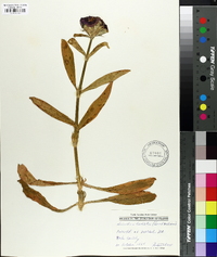 Dianthus barbatus image