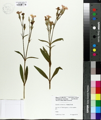 Dianthus chinensis image