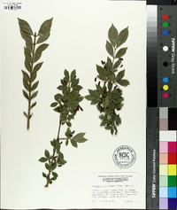 Euonymus alatus image