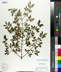 Euonymus alatus image