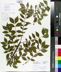 Euonymus phellomanus image