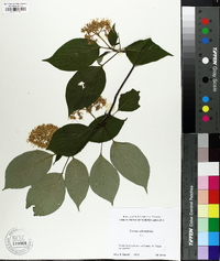 Swida alternifolia image