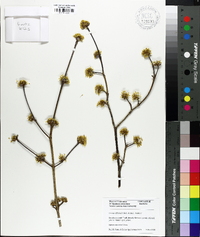 Cornus officinalis image