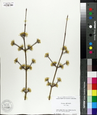 Cornus officinalis image