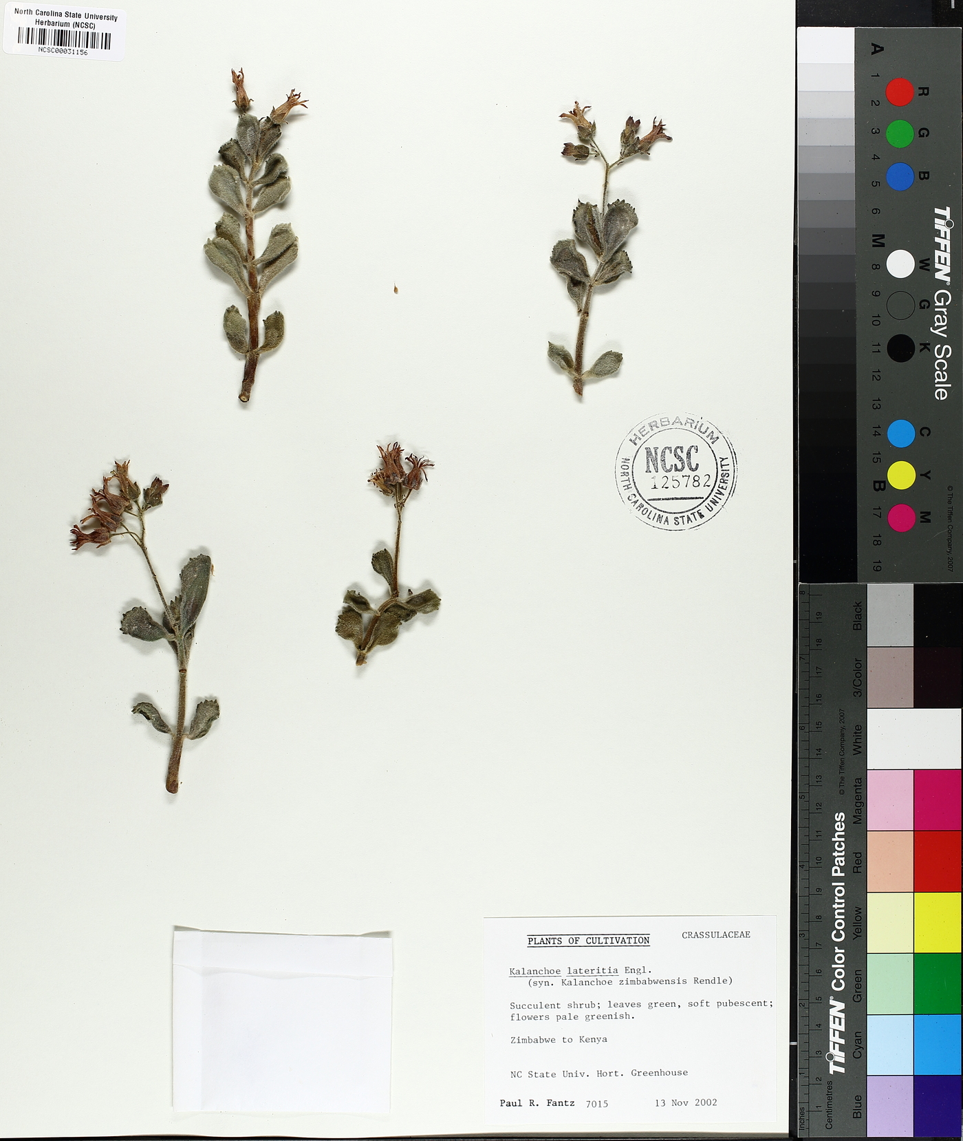 Kalanchoe lateritia image