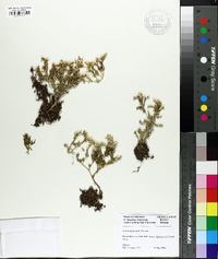 Sedum diffusum image