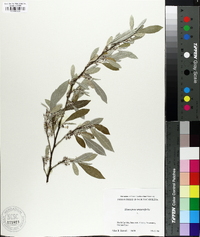 Elaeagnus angustifolia image