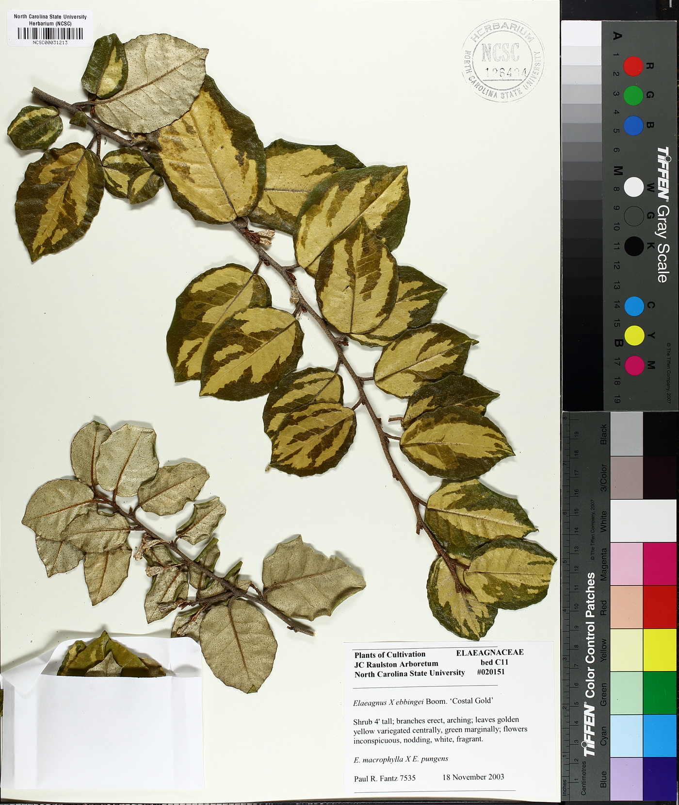 Elaeagnus x submacrophylla image