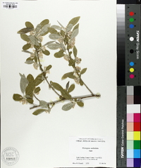 Elaeagnus umbellata image