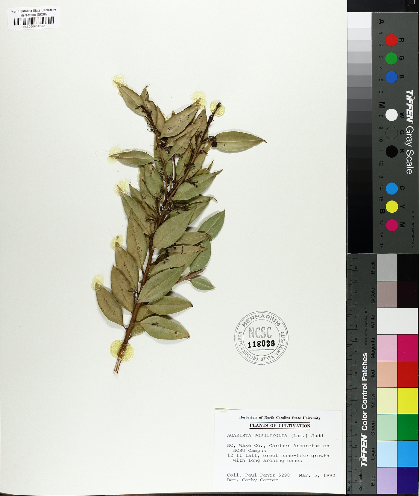 Agarista populifolia image