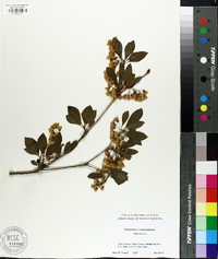 Enkianthus campanulatus image