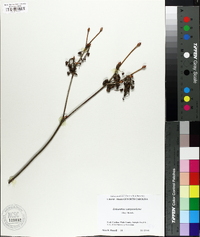 Enkianthus campanulatus image