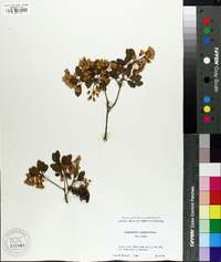 Enkianthus campanulatus image