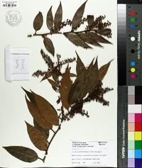 Leucothoe axillaris image