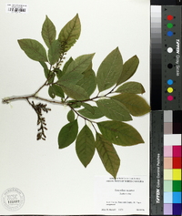 Leucothoe recurva image