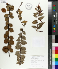 Macleania bullata image