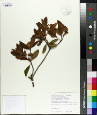 Rhododendron latoucheae image
