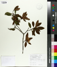 Rhododendron latoucheae image