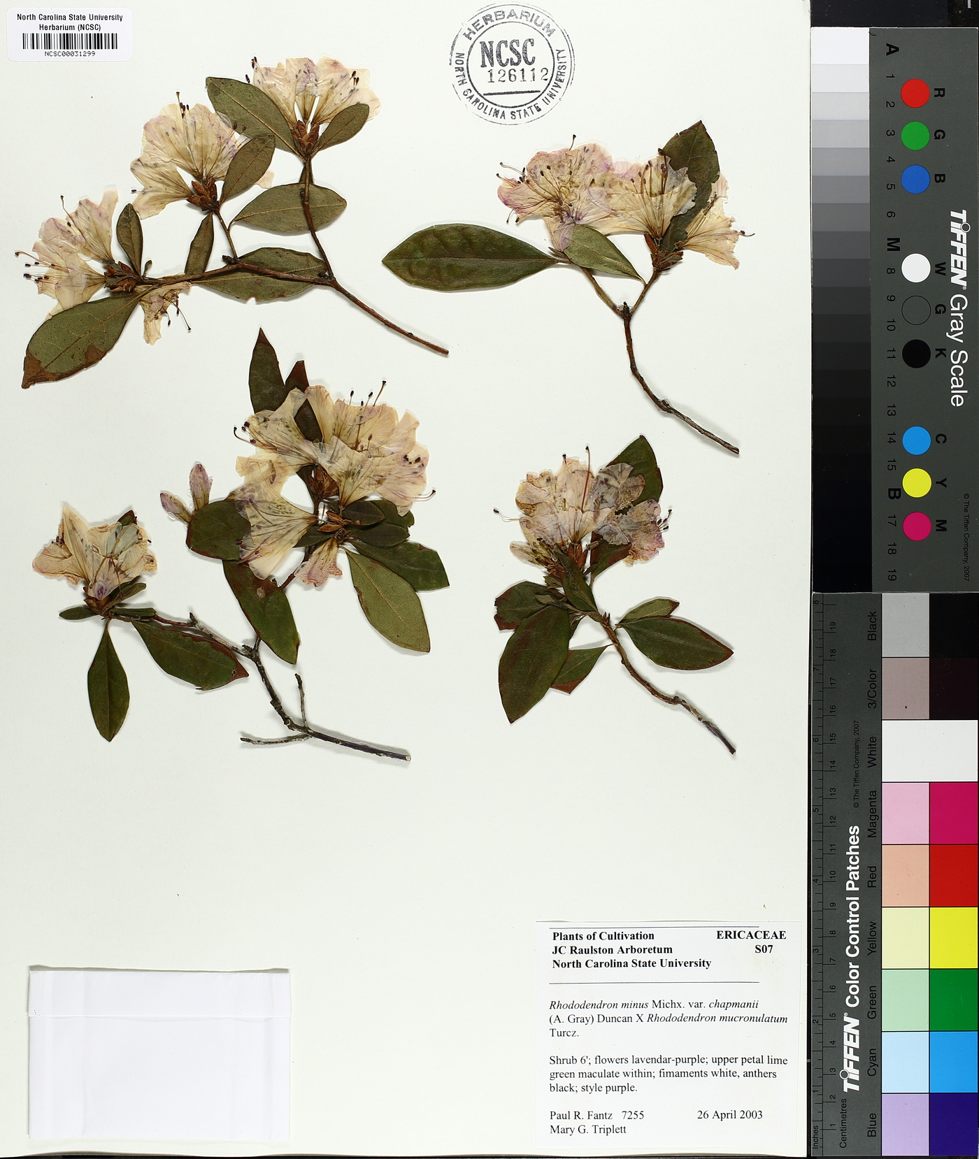 Rhododendron minus image