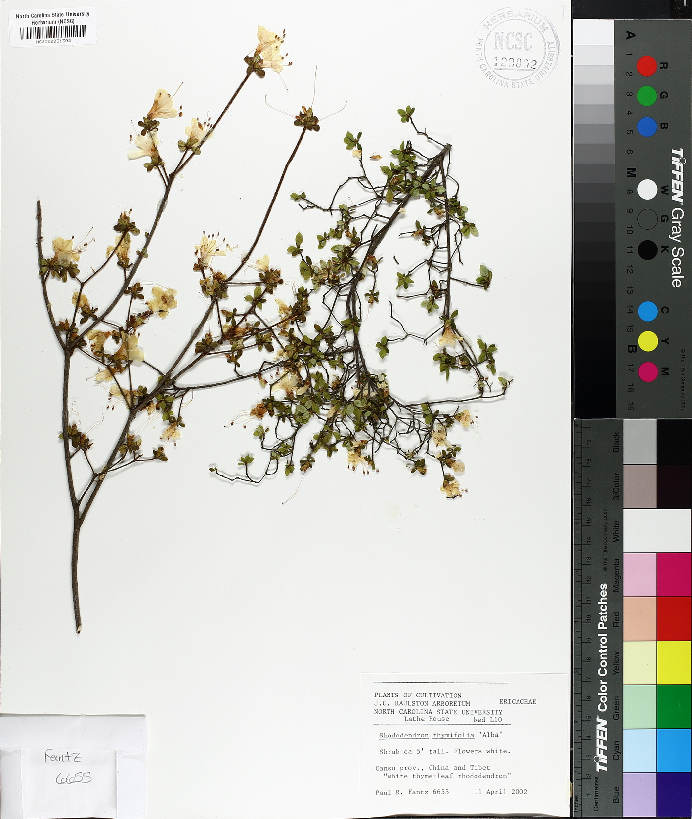 Rhododendron thymifolium image