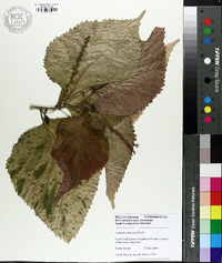 Acalypha wilkesiana image