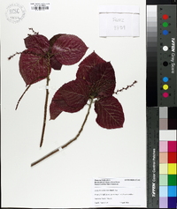 Acalypha wilkesiana image