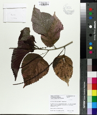 Acalypha wilkesiana image