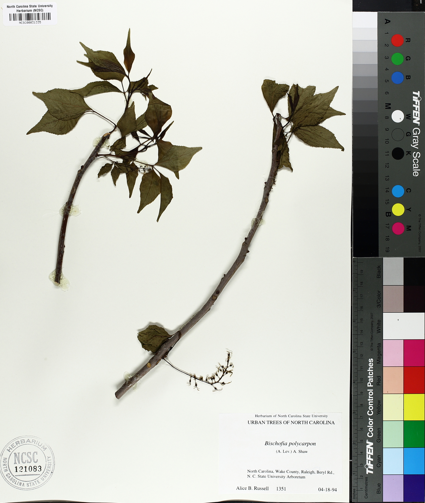 Bischofia polycarpa image
