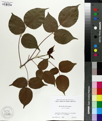 Bischofia polycarpa image